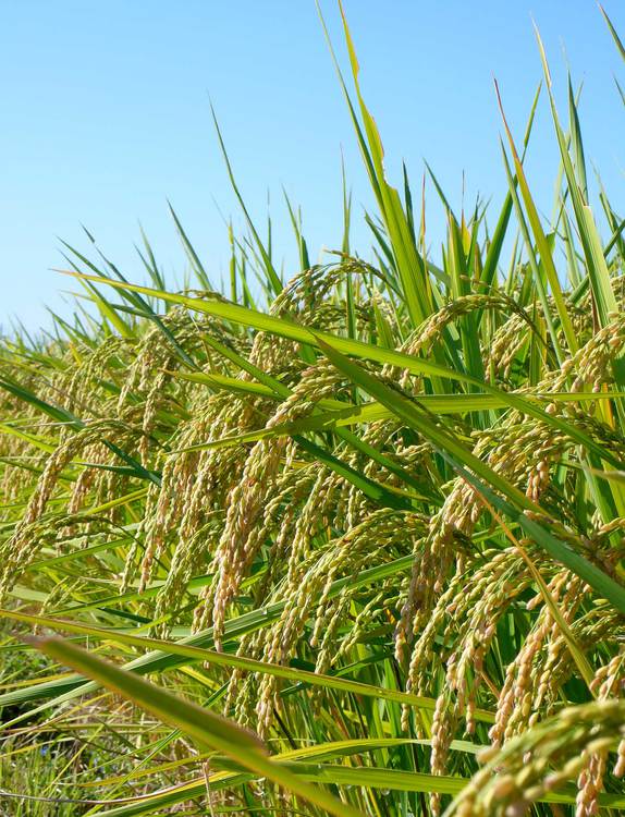 お米づくりに対するこだわり 豊田農園は福島から 安心安全でおいしい特別栽培米お届けしています