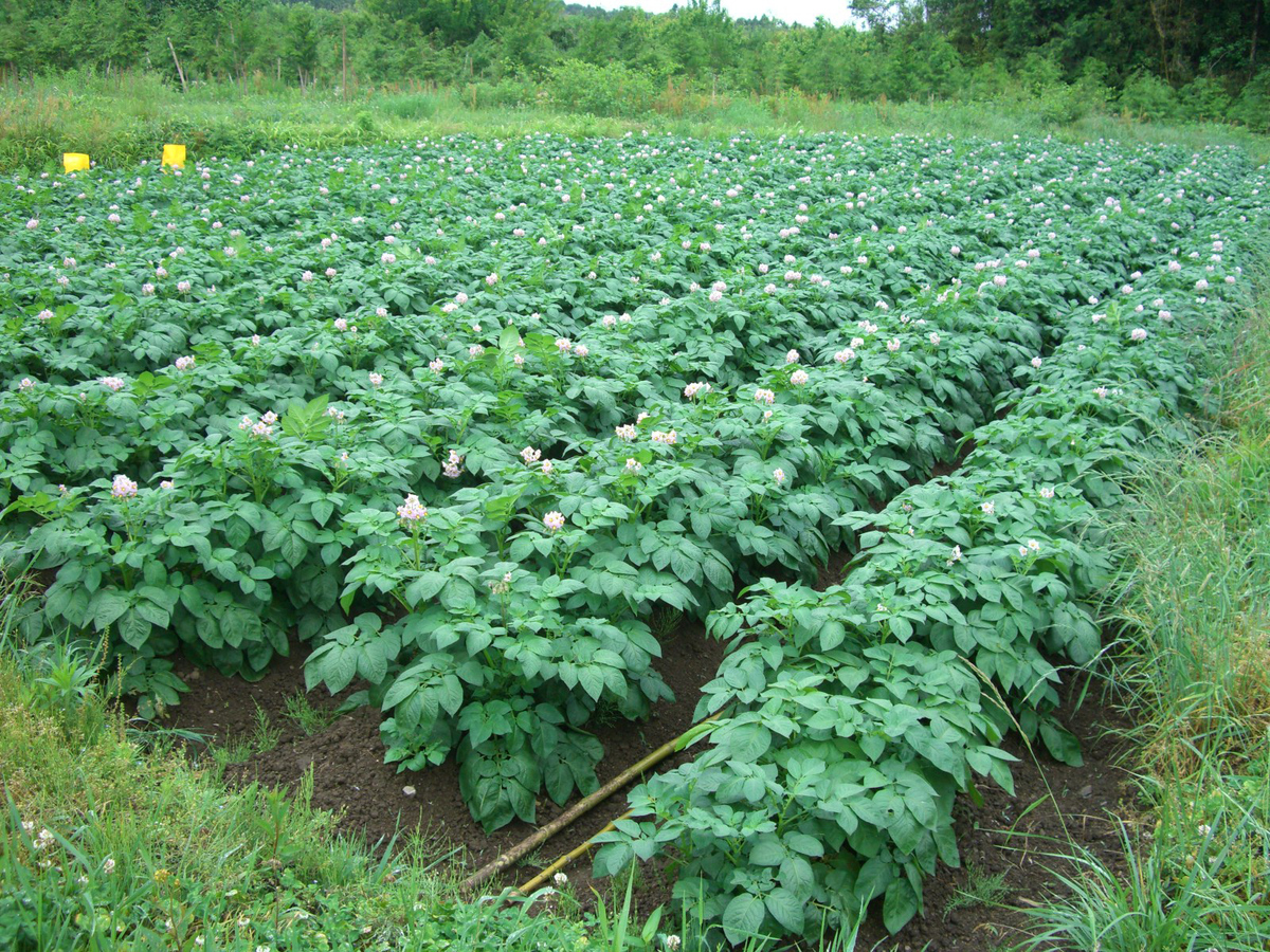 じゃがいもの花が咲きました 豊田農園は福島から 安心安全でおいしい特別栽培米お届けしています